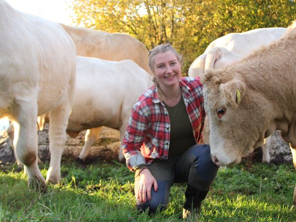 Bankansatt på huk foran en okse Bankansatt på huk foran en okse